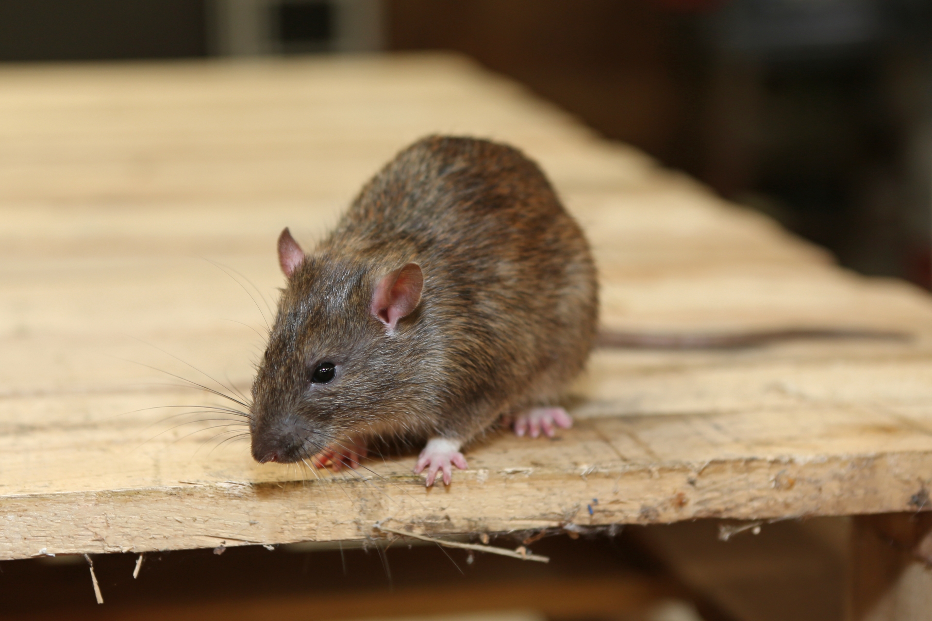 Rat extermination, Pest Control in Hampton Hill, Hampton, TW12. Call Now 020 8166 9746