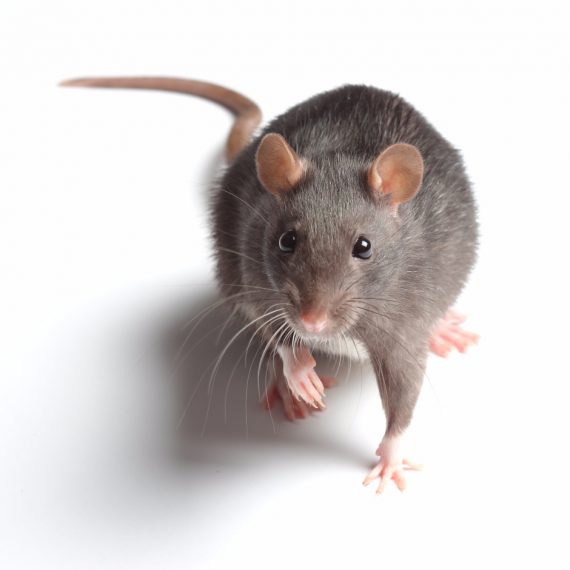 Rats, Pest Control in Hampton Hill, Hampton, TW12. Call Now! 020 8166 9746
