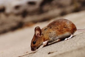 Mice Exterminator, Pest Control in Hampton Hill, Hampton, TW12. Call Now 020 8166 9746