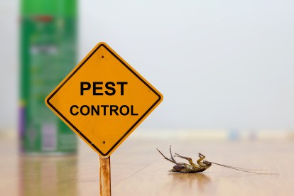 Pest Contol in Hampton Hill, Hampton, TW12. Call Now 020 8166 9746