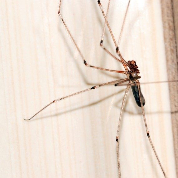 Spiders, Pest Control in Hampton Hill, Hampton, TW12. Call Now! 020 8166 9746