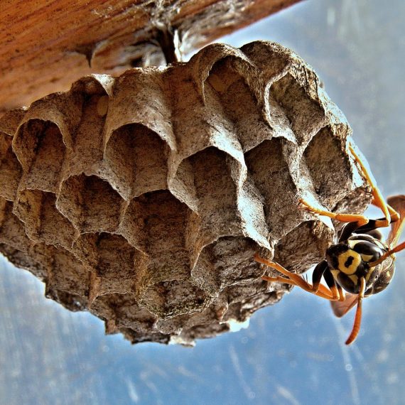 Wasps Nest, Pest Control in Hampton Hill, Hampton, TW12. Call Now! 020 8166 9746