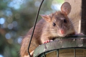 Rat extermination, Pest Control in Hampton Hill, Hampton, TW12. Call Now 020 8166 9746