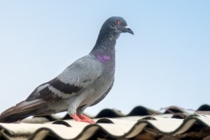 Pigeon Pest, Pest Control in Hampton Hill, Hampton, TW12. Call Now 020 8166 9746
